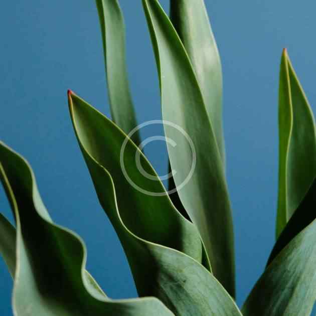 post-96-copyright post-96-copyright