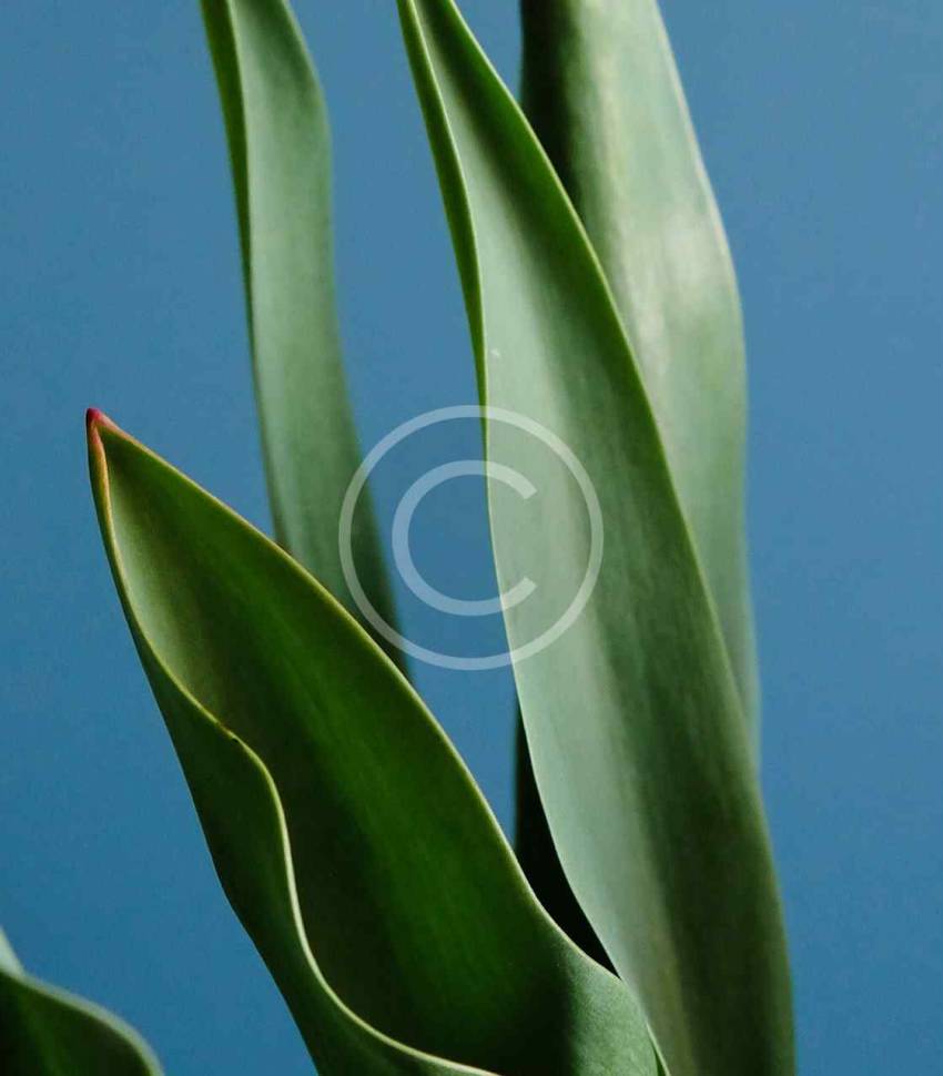 post-79-copyright post-79-copyright